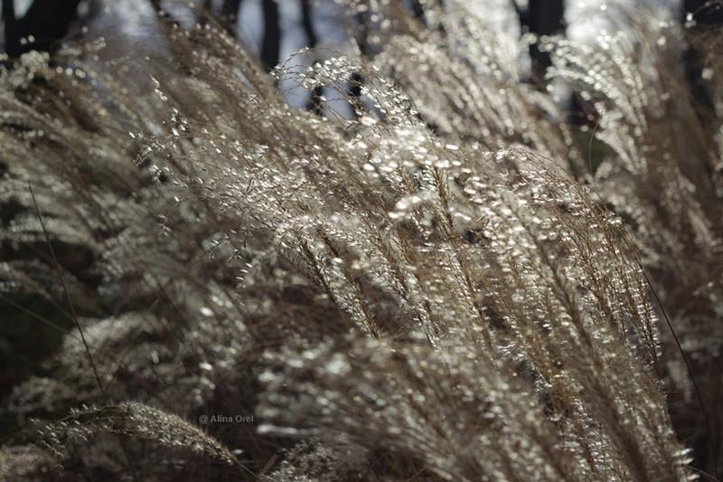 psihoterapie online, psihoterapeut online - alina orel