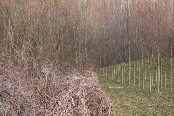 anxietate-generalizata-alina-orel